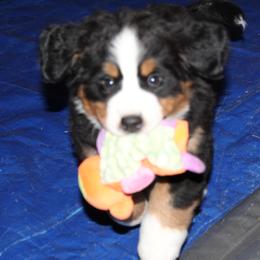Bernese Mountain Dog Puppies from Baby Bear Bernese Kennel