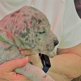 Great Dane Puppies from Darice Ruddell