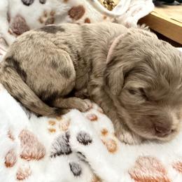 Golden Aussiedoodle and Goldendoodle Puppies from AZ Stickerdoodles
