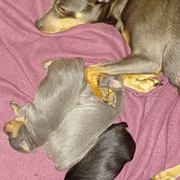 Miniature Pinscher Puppies from Meek's Min Pins
