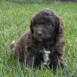 Bruno - Chocolate male Labradoodle puppy in Centennial, Colorado from Jazzy's Doodles