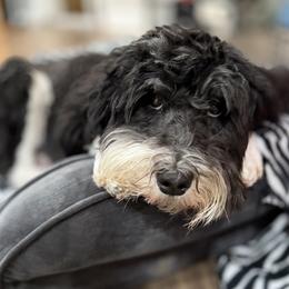Sundae - Bernedoodle