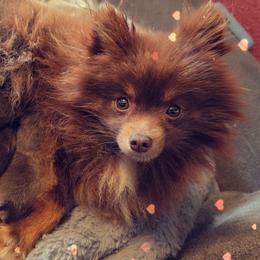 Bambi - Pomeranian
