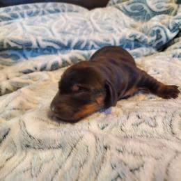 Pibble - Black and tan male Dachshund puppy in Tucson, Arizona from Luna May's daschunds