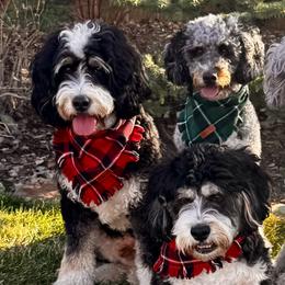 Bernedoodles from Doodles of the Rockies