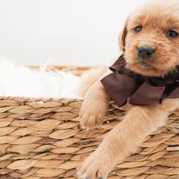 Nutmeg - Dark golden female Golden Retriever puppy in Elmwood Park, Illinois from HuskiesAndGoldensWithFinesse