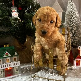 Girl 4 - Brown Poodle puppy in San Tan Valley, Arizona from Pawfect Transporters, LLC