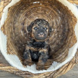 Poodle Puppies from TonKa's Toy & Mini Poodles