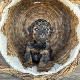 Poodle Puppies from TonKa's Toy & Mini Poodles