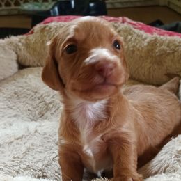 Blue eyed lily - Dapple Dachshund puppy in Round Lake Beach, Illinois from Doxie Dynasty