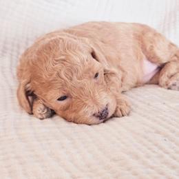 Female 2 - Apricot female Goldendoodle puppy in Mohnton, Pennsylvania from Stony Meadow Puppies