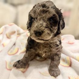 Anthony brown collar - Merle male Goldendoodle puppy in North Branch, Michigan from Graceful Miniature Goldendoodles