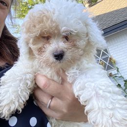 Charlie-Akc-potty trained - Parti male Poodle puppy in Fort Worth, Texas from Ashley Ross Tiny Toy Poodles (AKC)