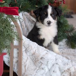 Male 3 - Black tri male Miniature American Shepherd puppy in Fort Dodge, Iowa from Come By MAS