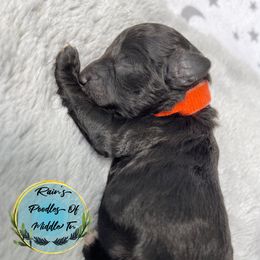 Boy 4 - Brindle Poodle puppy in Shelbyville, Tennessee from Rains Poodles Of Middle TN