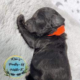 Boy 4 - Brindle Poodle puppy in Shelbyville, Tennessee from Rains Poodles Of Middle TN