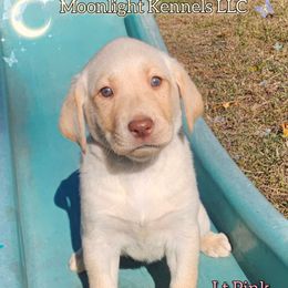 Lt Pink - Yellow female Labrador Retriever puppy in Elloree, South Carolina from Moonlight Kennels LLC