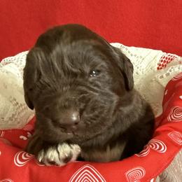Cleo - Brown female Newfoundland puppy in Goodhue, Minnesota from Claypits Newfoundlands