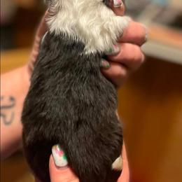 Hank - Black and white male Shetland Sheepdog puppy in Kaycee, Wyoming from Heavenly Shelties