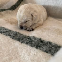 Girl 2 - Yellow female Labrador Retriever puppy in Isanti, Minnesota from Four Corners Family Labs