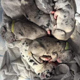 Great Dane Puppies from Gresko Danes