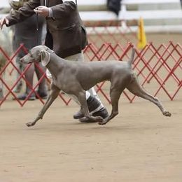 Schon - Weimaraner