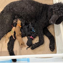 Poodle puppies from Stunningly Sweet Standards