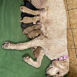 Poodle Puppies from Rock Creek Royal Poodles