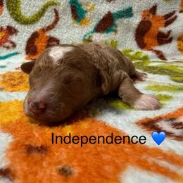 Independence - Red  male Poodle puppy in Greensburg, Kentucky from Doodle Me Crazy