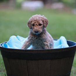 Eva - Poodle puppy in Nacogdoches, Texas from Magnolia Springs Farm