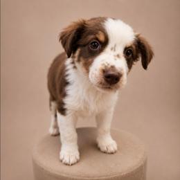 Anthony - Red tri male Miniature Australian Shepherd puppy in Macomb, Missouri from Faunus Farms and Aussies
