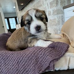 Bernedoodle, Cavapoo, Havanese, and Havapoo Puppies from Lady Paws Puppies - Cassie