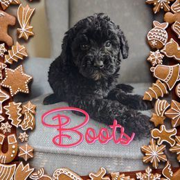 Boots - Black female Goldendoodle puppy in Rochester, New York from Yankee Doodle Doggies