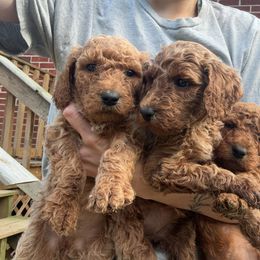 Poodle Puppies from Lady Mae's Standard Poodles