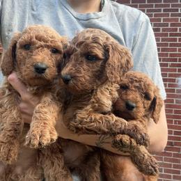 Poodle Puppies from Lady Mae's Standard Poodles