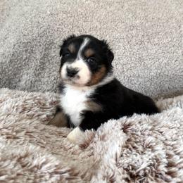 Girl 2 - Black tri-color female Australian Shepherd puppy in Rochester, Massachusetts from Clover Creek Aussies