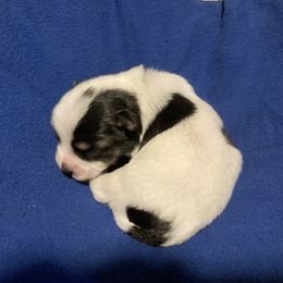 Maltipoo, Morkie, and Yorkipoo Puppies from Danza Bolo