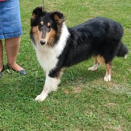 Collie puppies from Travler Collies