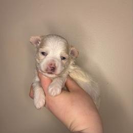 Vader - White male Maltipoo puppy in Morehead, Kentucky from Paw Perfect Pets