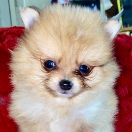 Buttercup (Girl) - Cream parti Pomeranian puppy in Gilmer, Texas from Fairchild Fancy Pomeranians and Coachella Pomeranians