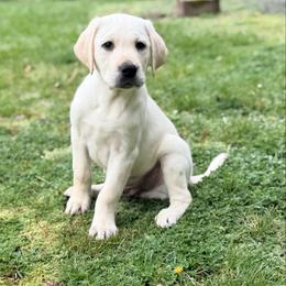 Atlas - Yellow male Labrador Retriever puppy in Sweet Home, Oregon from Knotty Creek Labradors