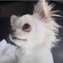 Chihuahuas from Coco & Chanel’s Chihuahuas
