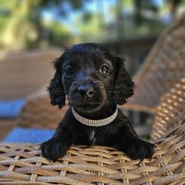 Wednesday - Black female Dachshund puppy in Pocasset, Massachusetts from Dachs of the Bay
