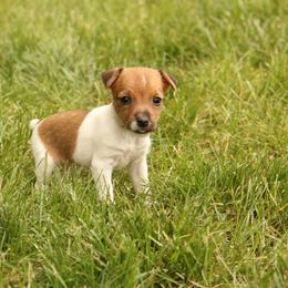 Jack Russell Terrier, Parson Russell Terrier, Poodle, and Whoodle Puppies from Blue Skies Terriers