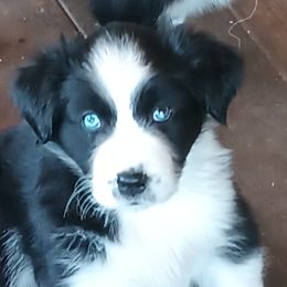 Girl 2 - Black & white female Australian Shepherd puppy in Woodbridge, Connecticut from Somewhere in Thyme Aussies