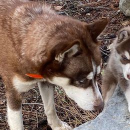 Pomskies and Siberian Huskies from Blacktail Mountain Pomskies