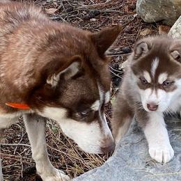 Pomskies and Siberian Huskies from Blacktail Mountain Pomskies