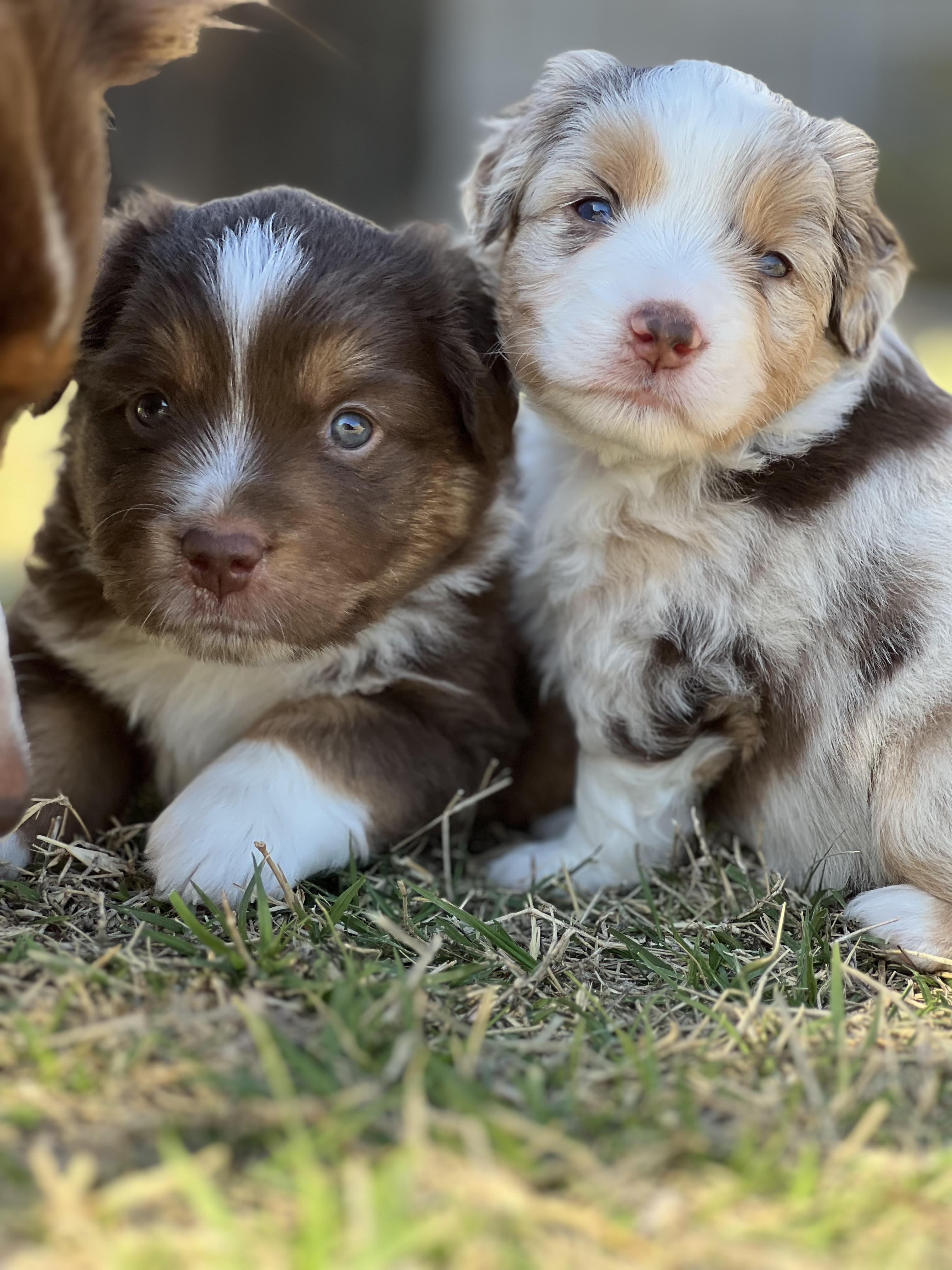 Minishepard Outlaw Minis in Arizona | Miniature American Shepherd puppies | Good Dog