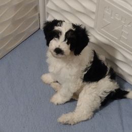 Ginger - Tri-color female Cavapoo puppy in East Providence, Rhode Island from Marta's Cavaliers