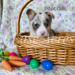 American Corgi and Pembroke Welsh Corgi Puppies from At Ease Acres